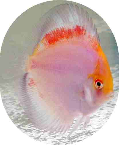 Nebula Discus Fish 3-3.5 inch